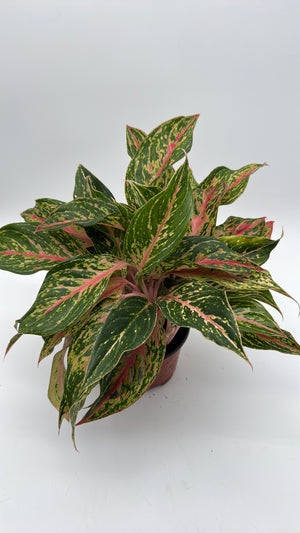 Aglaonema 'Pink Starlight'