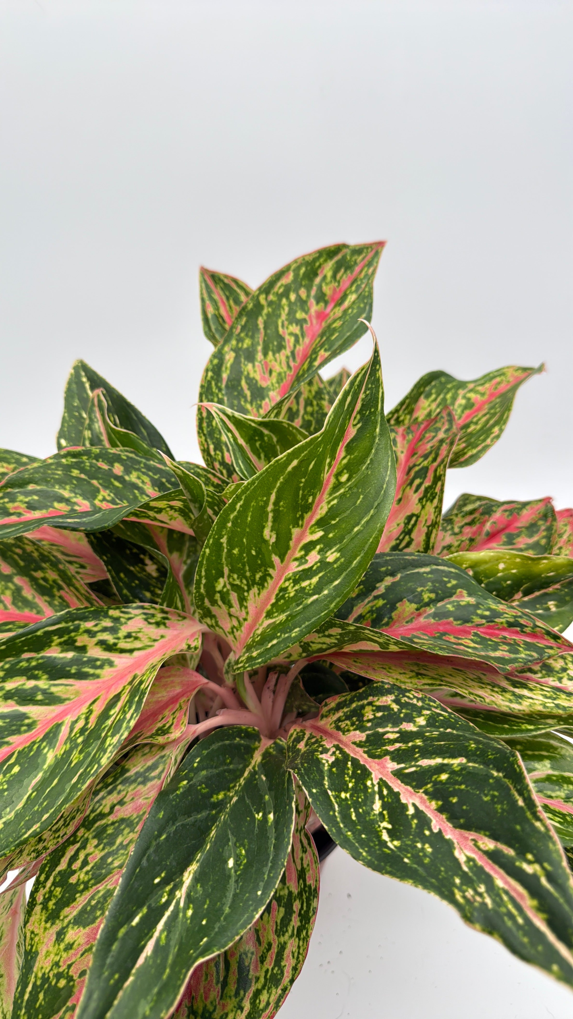 aglaonema natalie Aglaonema 'Pink Starlight'