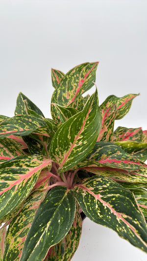 Aglaonema 'Pink Starlight'