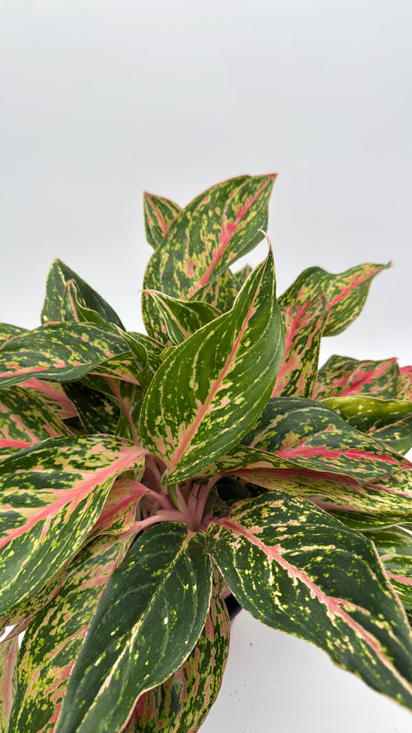 Aglaonema 'Pink Starlight'