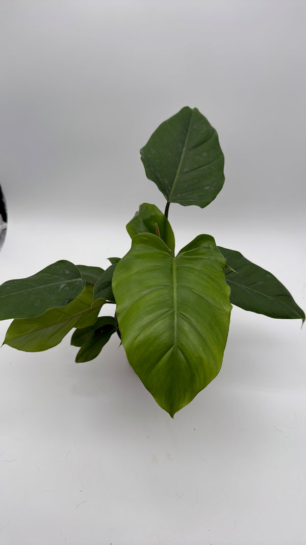 Philodendron 'Jungle Fever'