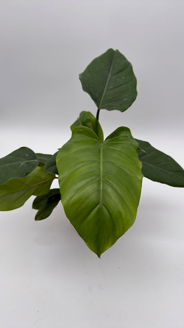 Philodendron 'Jungle Fever'