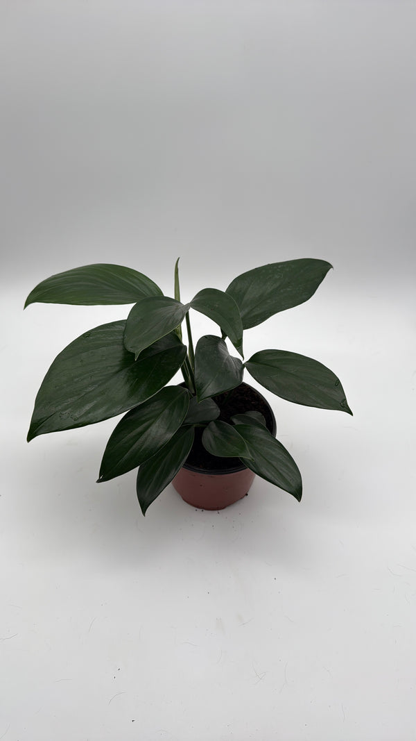 Rhaphidora Decursiva 'Dragon Tail'