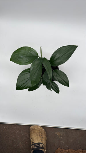 Rhaphidora Decursiva 'Dragon Tail'