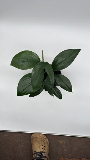 Rhaphidora Decursiva 'Dragon Tail'