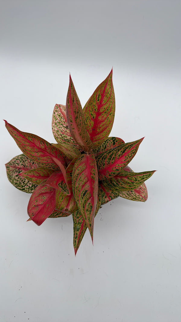 Aglaonema Pink Legacy