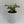 Philodendron Birkin