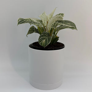 Philodendron Birkin