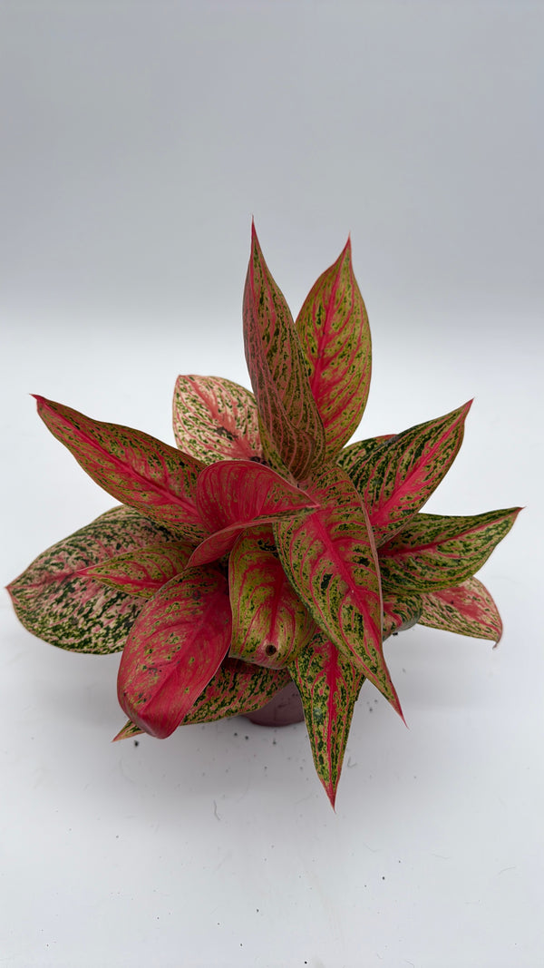 Aglaonema Pink Legacy