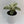 Philodendron Birkin