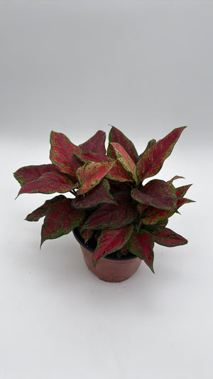 Aglaonema Red Angel