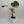 Monstera Thai Constellation