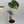 Monstera Thai Constellation