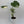 Monstera Thai Constellation