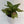 Aglaonema 'Wishes'