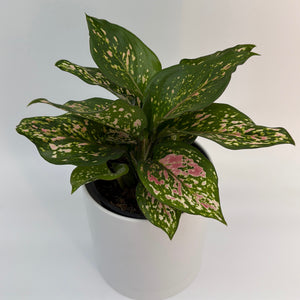 Aglaonema 'Wishes'