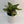 Aglaonema 'Wishes'