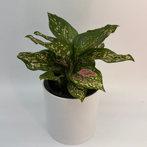 Aglaonema 'Wishes'