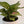 Aglaonema 'Wishes'