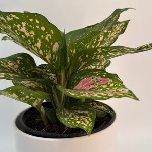 Aglaonema 'Wishes'