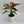 Anthurium ‘Pink Panda’