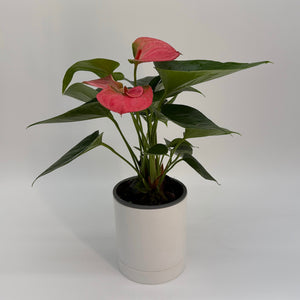 Anthurium ‘Pink Panda’