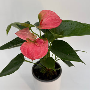Anthurium ‘Pink Panda’
