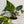 Epipremnum Pinnatum Yellow Flame