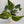 Epipremnum Pinnatum Yellow Flame