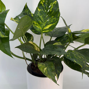 Epipremnum Pinnatum Yellow Flame