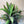 Large Cordyline Harlequin