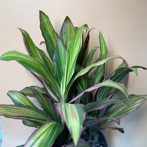 Large Cordyline Harlequin