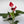 Anthurium Red Heart