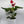 Anthurium Red Heart