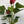 Anthurium Red Heart