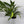 Epipremnum Amplissimum Aurea