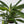 Epipremnum Amplissimum Aurea