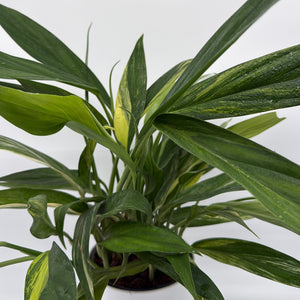 Epipremnum Amplissimum Aurea
