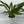 Epipremnum Amplissimum Aurea