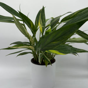 Epipremnum Amplissimum Aurea