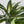 Epipremnum Amplissimum Aurea