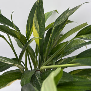 Epipremnum Amplissimum Aurea