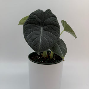 Alocasia Maharanii