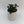 Black Goldfish Lipstick Plant