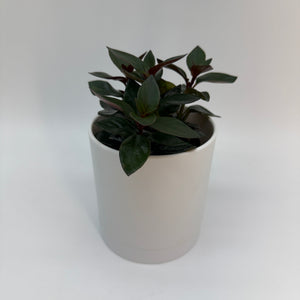 Black Goldfish Lipstick Plant