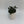 Black Goldfish Lipstick Plant
