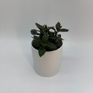Black Goldfish Lipstick Plant