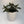 Black Goldfish Lipstick Plant