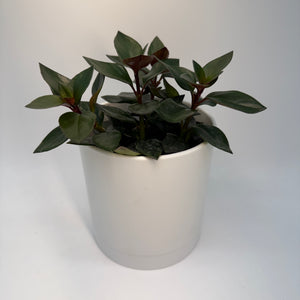 Black Goldfish Lipstick Plant
