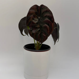 Alocasia Cuprea Red Secret
